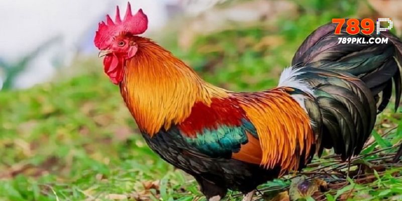 Màu mạng đá gà, chiến kê mang mệnh hỏa