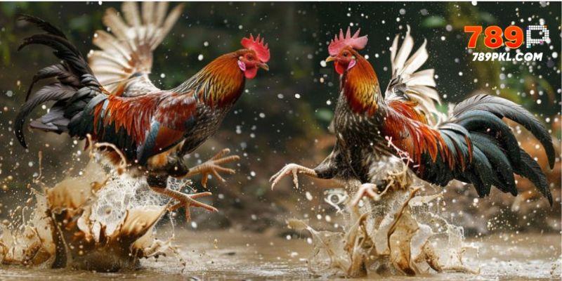 Màu mạng đá gà kinh nghiệm cho màu gà cho trận đấu