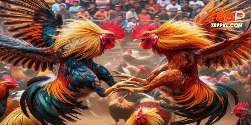 Màu mạng đá gà, trận đấu gà kịch tính
