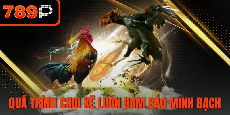 Quá trình chọi kê luôn được đảm bảo minh bạch